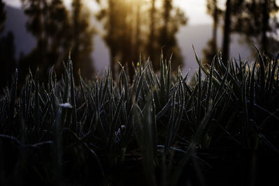 Close-up of grass