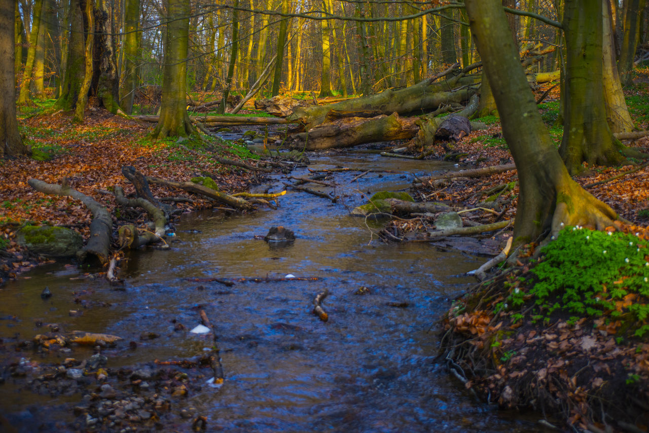 STREAM IN FOREST