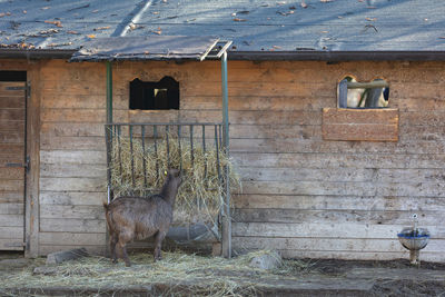 One donkey feeding in a farm in a sunny day.