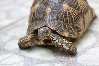 Close-up of tortoise