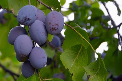 Close-up of fruits growing on plant