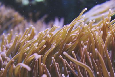 Close-up, sealife, coral