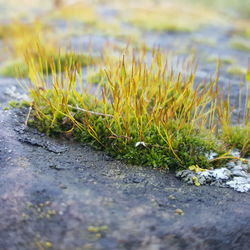 Close-up of grass growing in water
