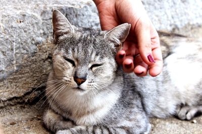 Close-up of hand holding cat