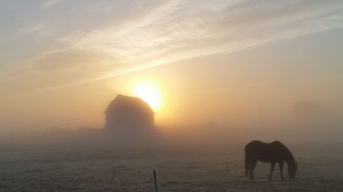 Silhouette horse grazing on field during foggy weather