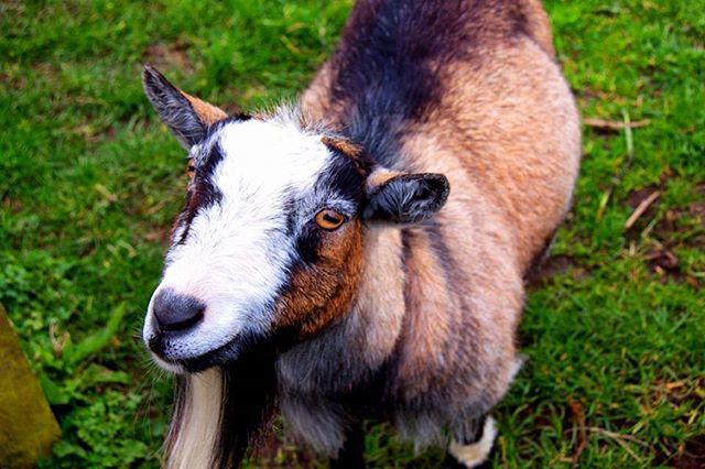 animal themes, domestic animals, mammal, pets, one animal, dog, grass, field, grassy, focus on foreground, close-up, animal head, looking at camera, portrait, high angle view, day, no people, outdoors, sticking out tongue, puppy