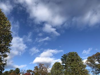 Low angle view of trees against sky