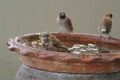 Close-up of birds perching on metal