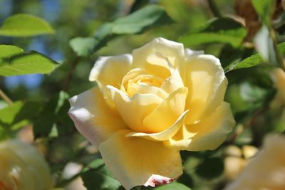 Close-up of yellow rose blooming outdoors