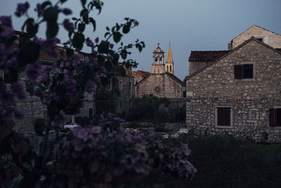 Purple flowering plants by buildings against sky