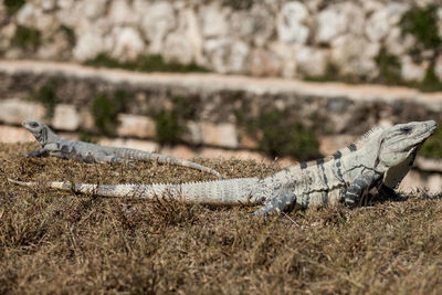Close-up of lizard on grass