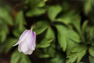 Close-up of purple flowers blooming outdoors