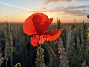 Close-up of orange flowering plant on field against sky during sunset