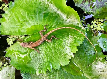 High angle view of insect on leaves