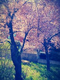 Flowers growing on tree