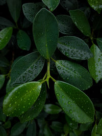 Close-up of leaves