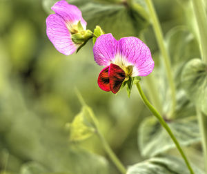 Close-up of pink flower blooming outdoors