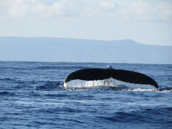 Whale splashing water in ocean against sky