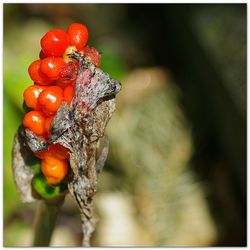 Close-up of red object
