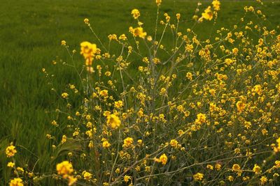 Yellow flowers blooming in field