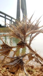 Close-up of dry plant against sky