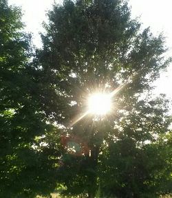 Sun shining through trees