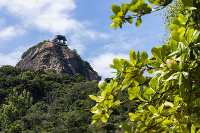 Low angle view of trees against sky