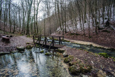 Bridge over canal amidst trees in forest