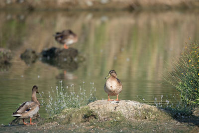 Ducks on a lake