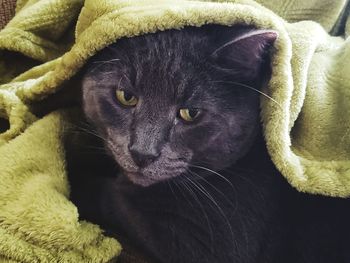 Close-up portrait of a cat