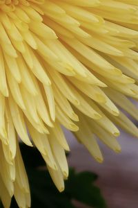 Close-up of yellow flowering plant