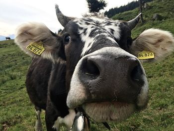 Close-up portrait of cow standing on field