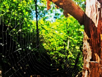 Close-up of spider web on tree trunk