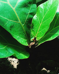 Close-up of insect on leaf