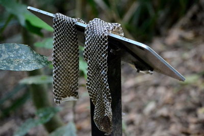 Close-up of bird on feeder