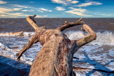 Driftwood on beach