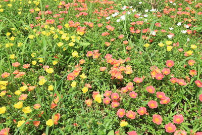 High angle view of flowering plants on field