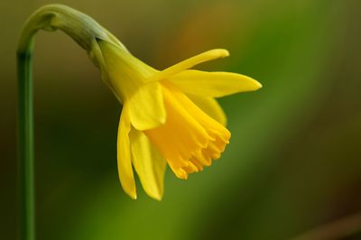 Close-up of yellow flower