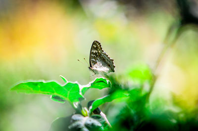 Close-up of butterfly perching on leaf