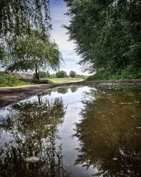 Scenic view of lake in forest against sky