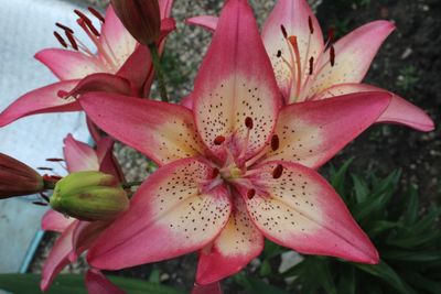 Close-up of pink lilies