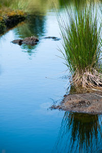 Reflection of tree in lake