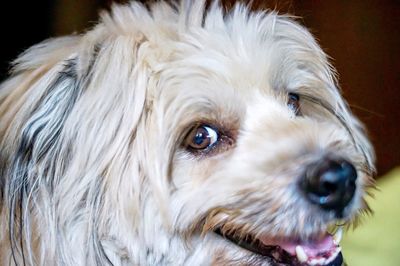 Close-up portrait of dog