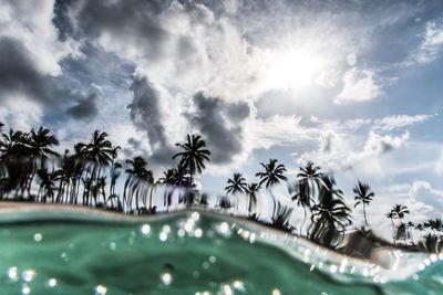 Close-up of palm trees by swimming pool against sky