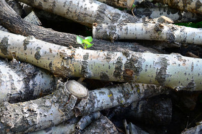 Close-up of tree trunk