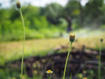 Close-up of flower on field