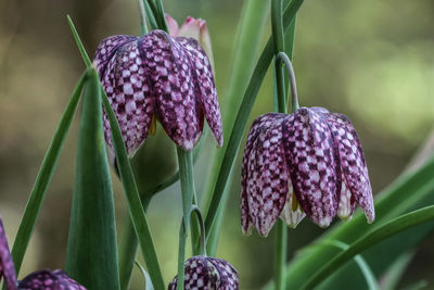 Close-up of purple flowering plants