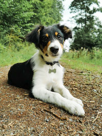 Portrait of dog sitting on field