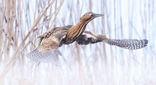 Close-up of a bird flying