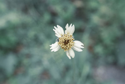 Close-up of white flower